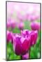 Purple Tulips in Soft Focus in Spring Garden 'Keukenhof', Holland-dzain-Mounted Photographic Print