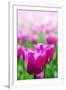 Purple Tulips in Soft Focus in Spring Garden 'Keukenhof', Holland-dzain-Framed Photographic Print