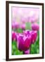 Purple Tulips in Soft Focus in Spring Garden 'Keukenhof', Holland-dzain-Framed Photographic Print