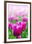Purple Tulips in Soft Focus in Spring Garden 'Keukenhof', Holland-dzain-Framed Photographic Print