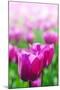 Purple Tulips in Soft Focus in Spring Garden 'Keukenhof', Holland-dzain-Mounted Photographic Print