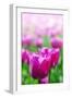 Purple Tulips in Soft Focus in Spring Garden 'Keukenhof', Holland-dzain-Framed Photographic Print