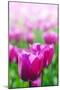 Purple Tulips in Soft Focus in Spring Garden 'Keukenhof', Holland-dzain-Mounted Photographic Print