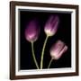 Purple Tulips on Black 01-Tom Quartermaine-Framed Giclee Print