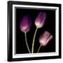 Purple Tulips on Black 01-Tom Quartermaine-Framed Giclee Print