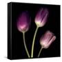 Purple Tulips on Black 01-Tom Quartermaine-Framed Stretched Canvas