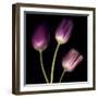 Purple Tulips on Black 01-Tom Quartermaine-Framed Giclee Print