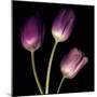 Purple Tulips on Black 01-Tom Quartermaine-Mounted Giclee Print