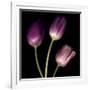 Purple Tulips on Black 01-Tom Quartermaine-Framed Giclee Print