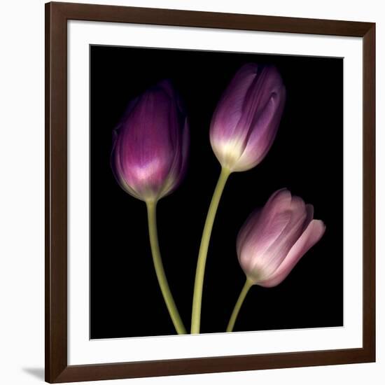 Purple Tulips on Black 01-Tom Quartermaine-Framed Giclee Print