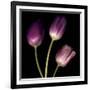 Purple Tulips on Black 01-Tom Quartermaine-Framed Giclee Print