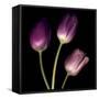 Purple Tulips on Black 01-Tom Quartermaine-Framed Stretched Canvas