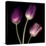 Purple Tulips on Black 01-Tom Quartermaine-Stretched Canvas