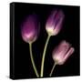 Purple Tulips on Black 01-Tom Quartermaine-Framed Stretched Canvas