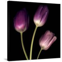 Purple Tulips on Black 01-Tom Quartermaine-Stretched Canvas