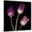 Purple Tulips on Black 01-Tom Quartermaine-Stretched Canvas