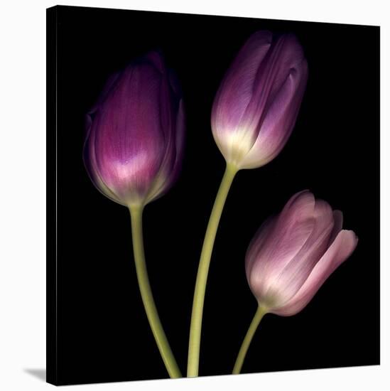 Purple Tulips on Black 01-Tom Quartermaine-Stretched Canvas