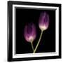 Purple Tulips on Black 02-Tom Quartermaine-Framed Giclee Print