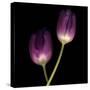 Purple Tulips on Black 02-Tom Quartermaine-Stretched Canvas