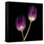 Purple Tulips on Black 02-Tom Quartermaine-Framed Stretched Canvas