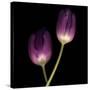 Purple Tulips on Black 02-Tom Quartermaine-Stretched Canvas