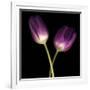 Purple Tulips on Black 03-Tom Quartermaine-Framed Giclee Print