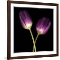 Purple Tulips on Black 03-Tom Quartermaine-Framed Giclee Print