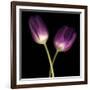 Purple Tulips on Black 03-Tom Quartermaine-Framed Giclee Print