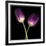 Purple Tulips on Black 03-Tom Quartermaine-Framed Giclee Print