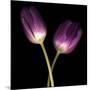 Purple Tulips on Black 03-Tom Quartermaine-Mounted Giclee Print