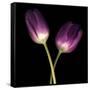 Purple Tulips on Black 03-Tom Quartermaine-Framed Stretched Canvas