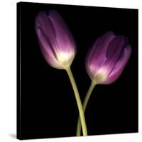 Purple Tulips on Black 03-Tom Quartermaine-Stretched Canvas