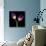 Purple Tulips on Black 03-Tom Quartermaine-Giclee Print displayed on a wall