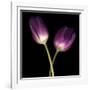 Purple Tulips on Black 03-Tom Quartermaine-Framed Giclee Print