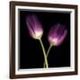 Purple Tulips on Black 03-Tom Quartermaine-Framed Giclee Print