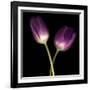 Purple Tulips on Black 03-Tom Quartermaine-Framed Giclee Print