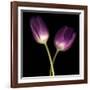 Purple Tulips on Black 03-Tom Quartermaine-Framed Giclee Print