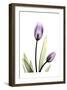 Purple Tulips-Albert Koetsier-Framed Art Print