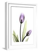 Purple Tulips-Albert Koetsier-Framed Art Print