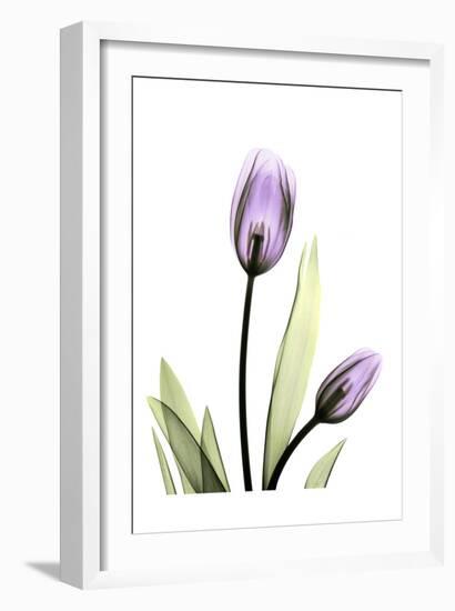 Purple Tulips-Albert Koetsier-Framed Art Print