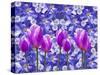 Purple Tulips-Ata Alishahi-Stretched Canvas