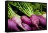 Purple Turnips Fresh Produce Photo Poster Print-null-Framed Stretched Canvas