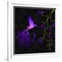 Purple Twilight-Tina Lavoie-Framed Giclee Print