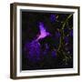 Purple Twilight-Tina Lavoie-Framed Giclee Print