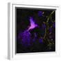 Purple Twilight-Tina Lavoie-Framed Giclee Print