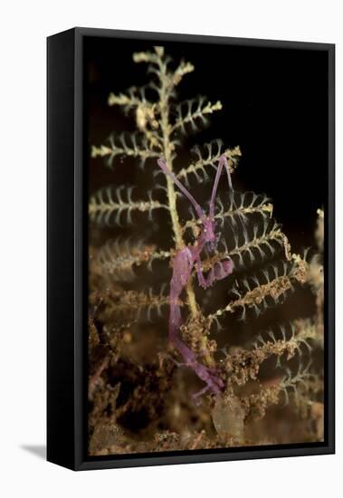 Purple Variety of Skeleton Shrimp, Tulamben, Bali, Indonesia-null-Framed Stretched Canvas