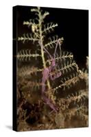 Purple Variety of Skeleton Shrimp, Tulamben, Bali, Indonesia-null-Stretched Canvas