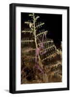 Purple Variety of Skeleton Shrimp, Tulamben, Bali, Indonesia-null-Framed Photographic Print