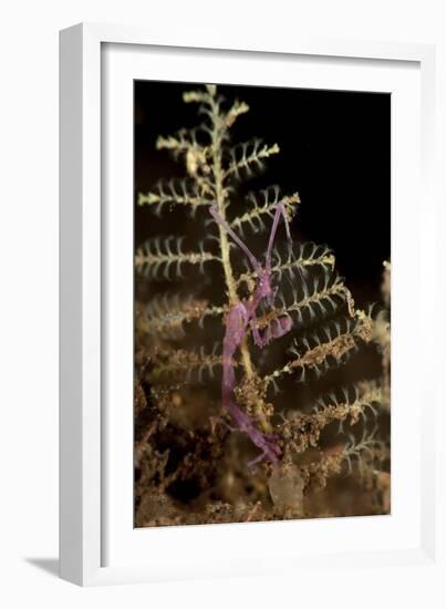Purple Variety of Skeleton Shrimp, Tulamben, Bali, Indonesia-null-Framed Photographic Print