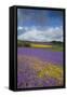 Purple Viper's Bugloss, Paterson's Curse-null-Framed Stretched Canvas